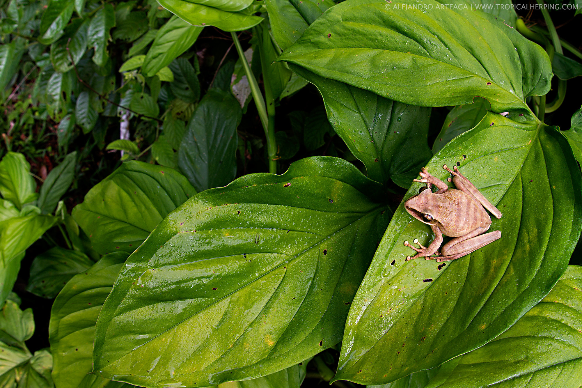 4-Hypsiboas lanciformis (002)