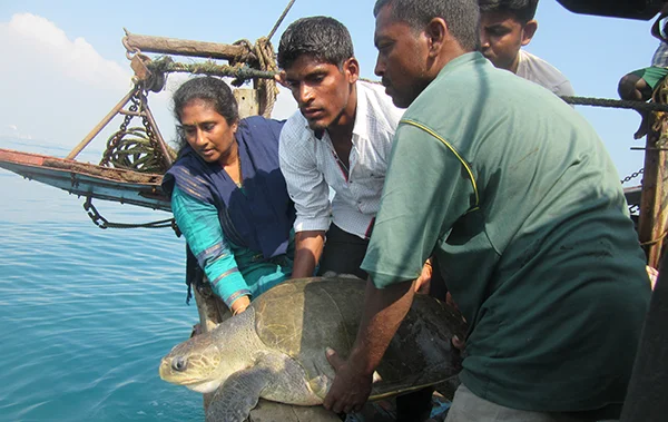 Tree Releasing Turtle From Trawl Boat Eoca Copy