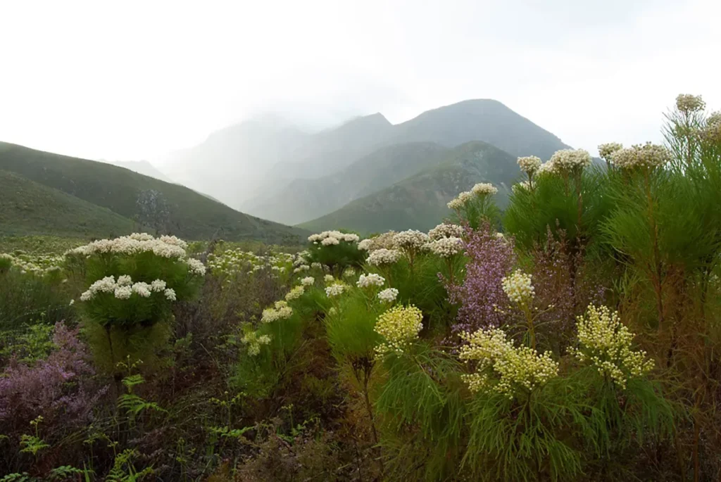 Geytonnaturereserve Capefloralkingdom Southafrica Credit To Dr.michael Kock Compressed