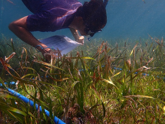 2. Seagrass