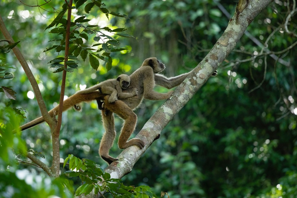 Criticallyendangerednorthernmuriquis Brazil Credit To Preserve Muriqui