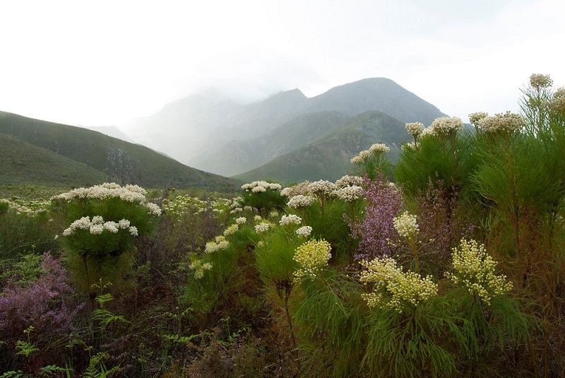 Geytonnaturereserve Capefloralkingdom Southafrica Credit To Dr.michael Kock