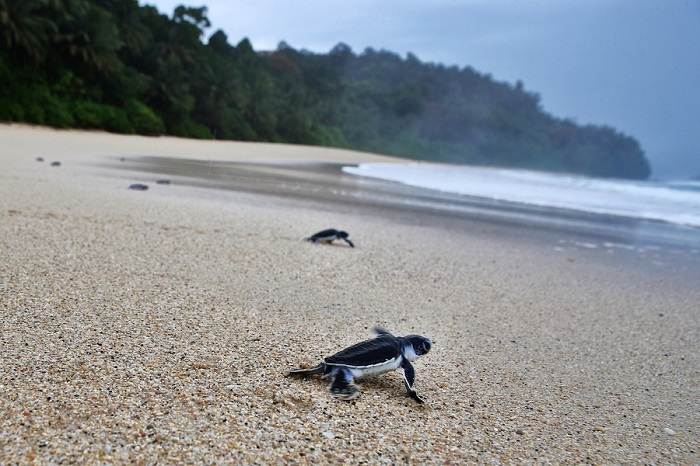 Turtle Hatchlings Race For The Sea Credit To Paul Hilton