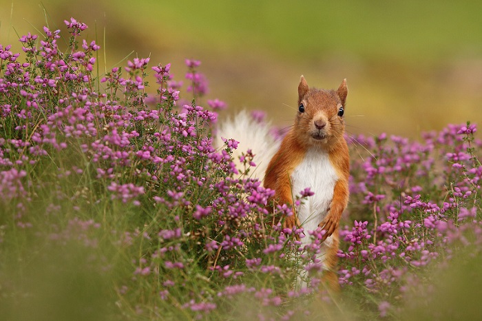 Securing Red Quirrels Future In Scotland Trees For Life