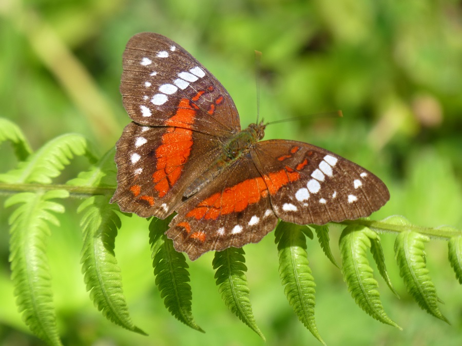 Anartia Amathea Butterfly Richard Cuthbert World Land Trust