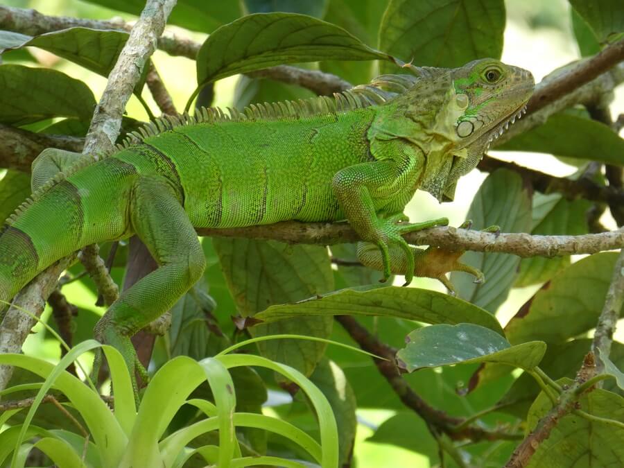 Green Iguana Richard Cuthbert World Land Trust