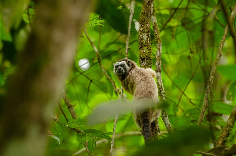 Canopy Guardians @ Alejandro Pinto