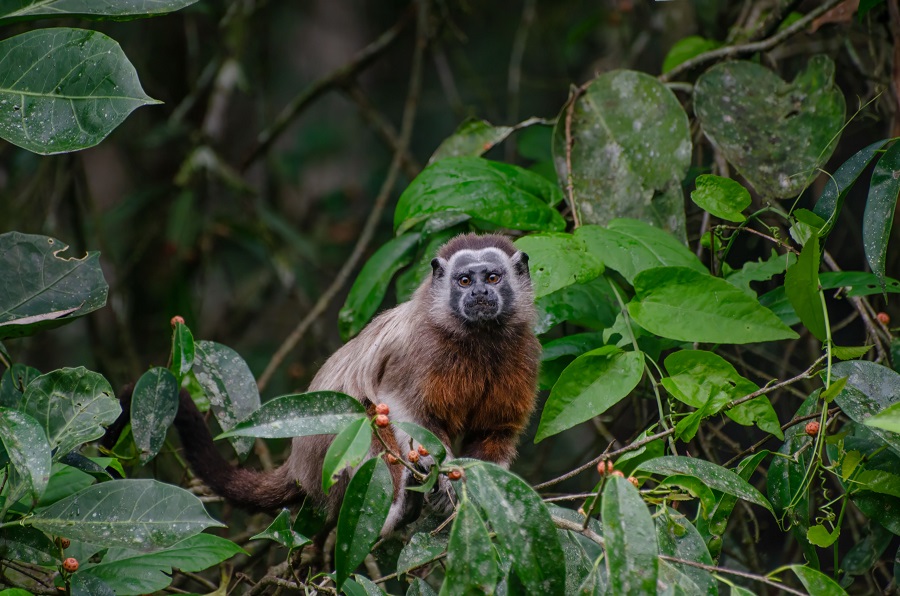 Canopy Guardians @alejandro Pinto