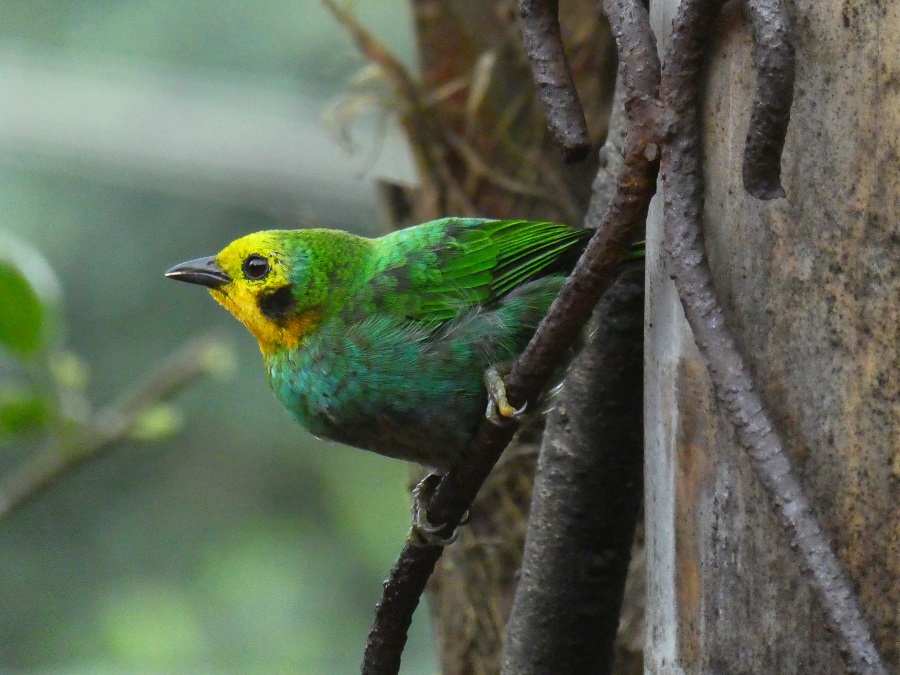 Multicoloured Tanager Richard Cuthbert World Land Trust